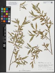 Foto von Salix alba subsp. coerulea (Sm.) Rech. f.